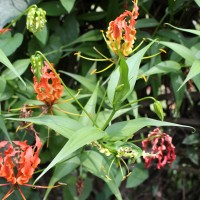 Gloriosa superba L.